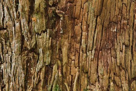 Closeup of the bark of an old tree Stock Photos