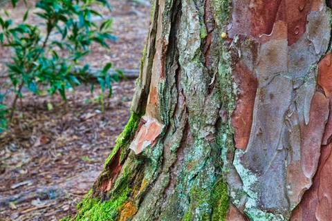 Closeup of the bark of an old tree Stock Photos