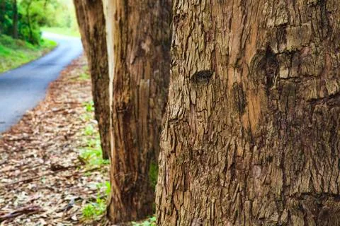 Closeup of the bark of an old tree Stock Photos