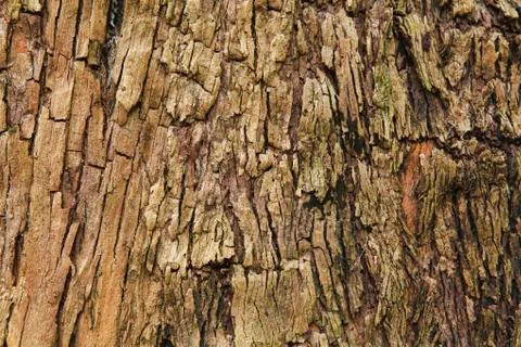 Closeup of the bark of an old tree Stock Photos