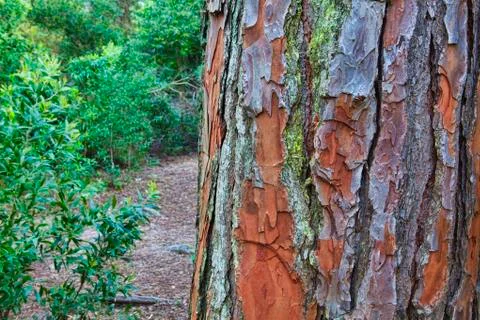 Closeup of the bark of an old tree Stock Photos