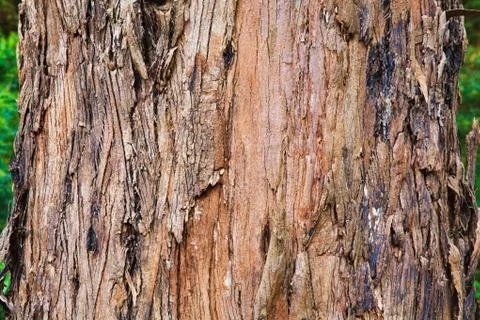 Closeup of the bark of an old tree Stock Photos