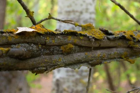 Closeup of the bark of an old tree Foto stock