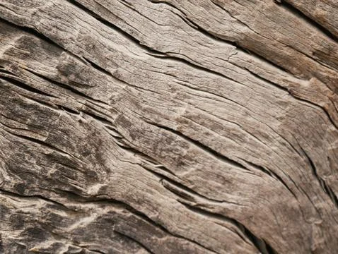 Closeup of a bark of olive trees an abstract effect of texture Stock Photos