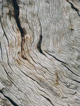 Closeup of a bark of olive trees an abstract effect of texture Foto stock