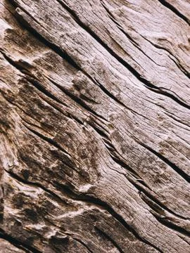 Closeup of a bark of olive trees an abstract effect of texture Photos