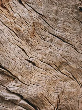 Closeup of a bark of olive trees an abstract effect of texture Stock Photos