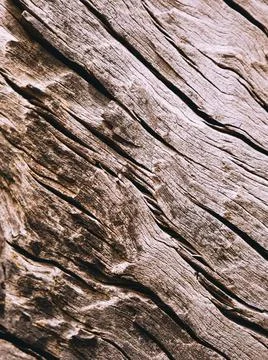 Closeup of a bark of olive trees an abstract effect of texture Stock Photos