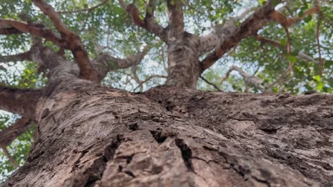 Closeup Bark Shot of Sacred Fig Peepal Stock Footage 322754160