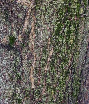 Closeup bark texture of Acer pseudoplatanus ornamental tree in Slovakia Stock Photos