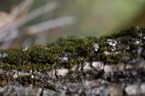 Closeup of the bark of an tree Stock Photos