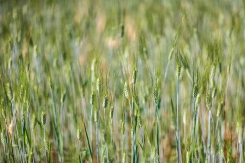Closeup barley field Stock Photos
