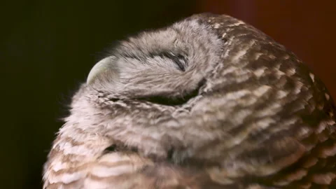 Closeup of Barred Owl Vídeos de archivo 156989973