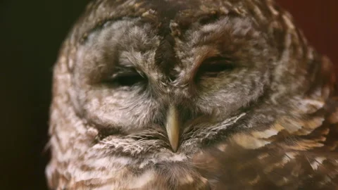 Closeup of Barred Owl Stock Footage 156989976
