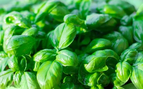 Closeup of basil leaves Stock Photos