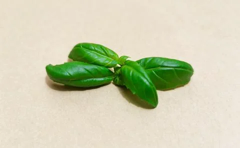 Closeup of basil leaves Stock Photos