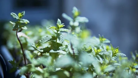Closeup of basil in the sun. Видео 150644547