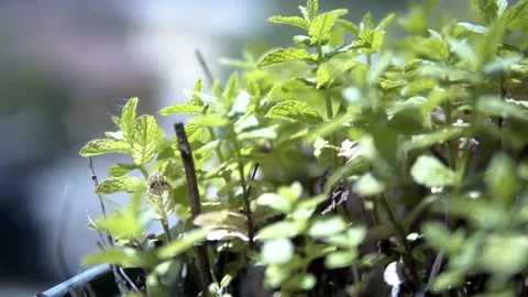 Closeup of basil in the sun. Stock Footage 150644565