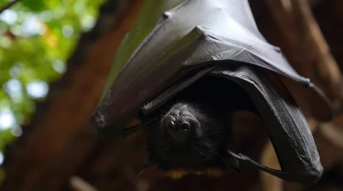 Closeup of Bat Hanging on a Tree 스톡 동영상 66540714