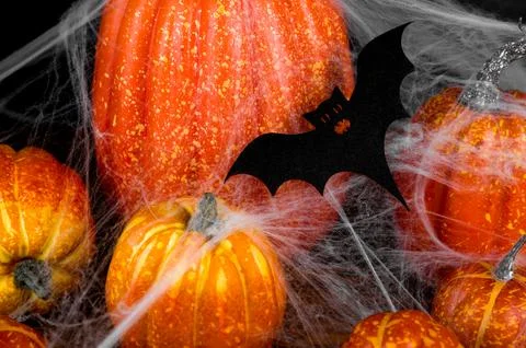 Closeup of bat on spider web. Decorated halloween pumpkins. Greeting banner Stock Photos