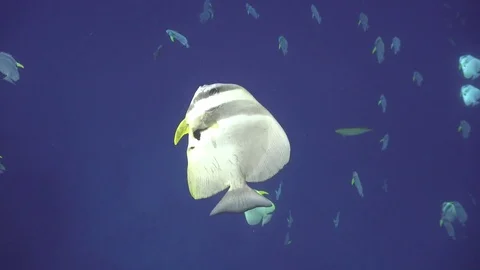 Closeup Batfish Stock Footage 80518512