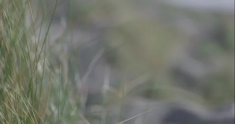 Closeup Beach Dune Grass Stock Footage 264118327