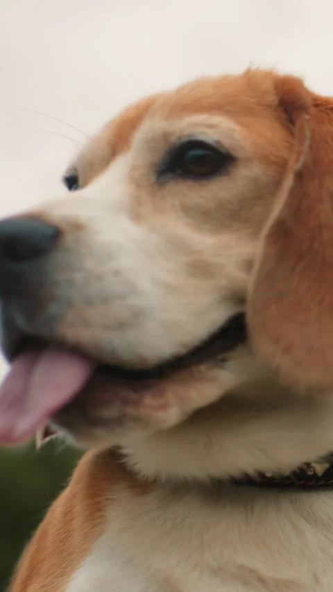 Closeup beagle face tongue out showing joyful expression, sandy muzzle and Stock Footage 326801836