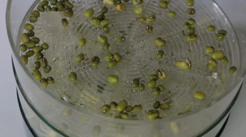 Closeup on Bean Sprout Kit Stock Footage 34637663