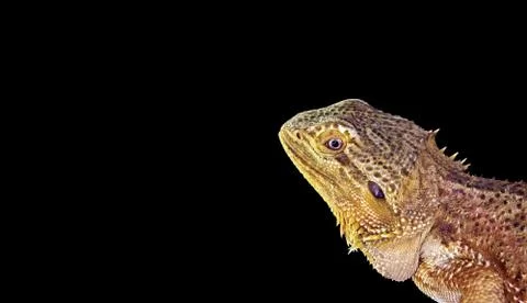 Closeup Bearded Dragon on Black Background Photos