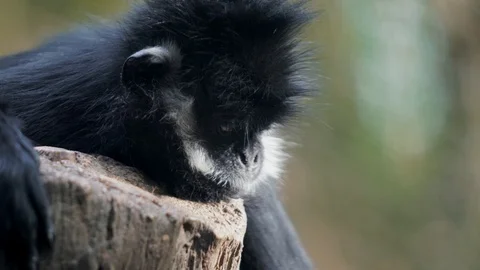 Closeup of bearded monkey sitting and resting it's head on branch Stock Footage 102637861