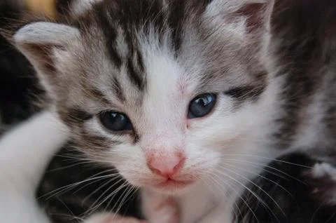 Closeup of a beatiful kitten. Stock Photos