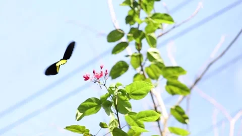 Closeup of beautiful batterfly flying around Stock-Footage 233295063