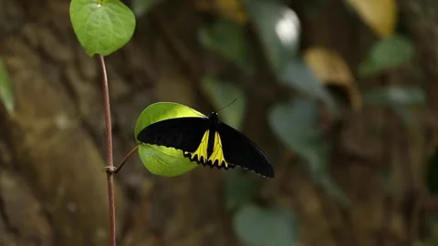 Closeup of beautiful batterfly flying around Stock-Footage 233295103