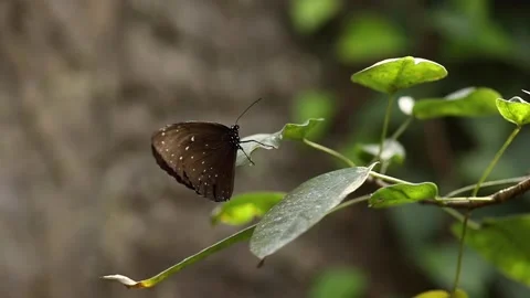 Closeup of beautiful batterfly flying around Stock Footage 233295145