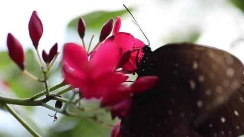 Closeup of beautiful batterfly flying around Stock Footage 233295176