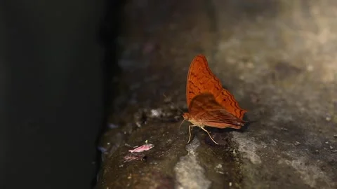 Closeup of beautiful batterfly flying around Stock Footage 233295228