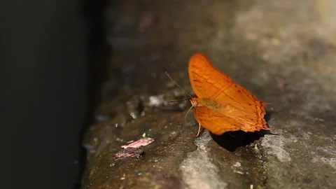 Closeup of beautiful batterfly flying around Vídeo Stock 233295243