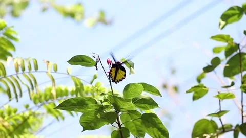 Closeup of beautiful batterfly flying around Stock Footage 233295287