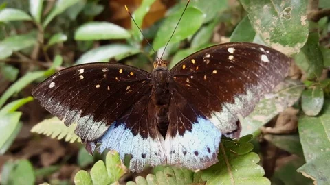 Closeup of beautiful big brown blue butterfly sits on leaf, antennae, head Видео 80920074