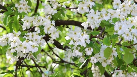 Closeup of beautiful blooming spring pear tree in white blossoms Stock Footage