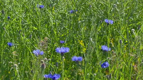 A closeup of beautiful blue corn flowers in the summer field Stock Footage 159869999