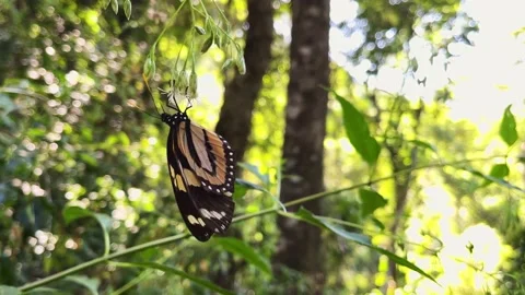 Closeup - Beautiful butterfly flaps its wings while sucking nectar from a f.. Stock Footage 236654548
