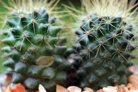 Closeup of beautiful cactus Stock Photos
