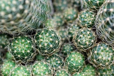 Closeup of beautiful cactus Stock Photos