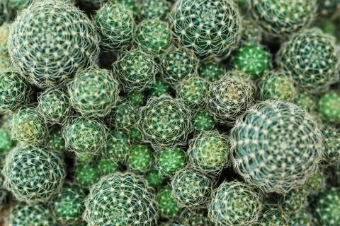 Closeup of beautiful cactus Stock Photos