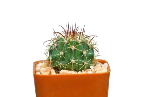 Closeup beautiful cactus Stock Photos
