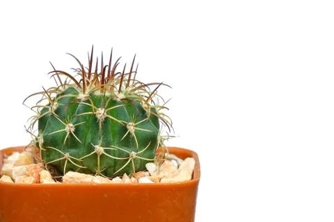 Closeup beautiful cactus Stock Photos