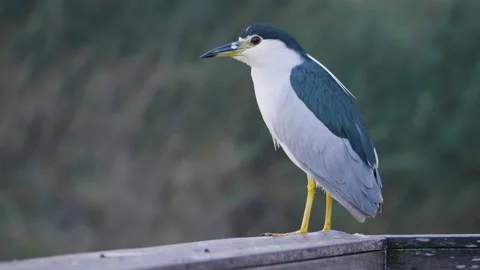Closeup of a beautiful common night heron on a blurred background Stock Footage 231948871