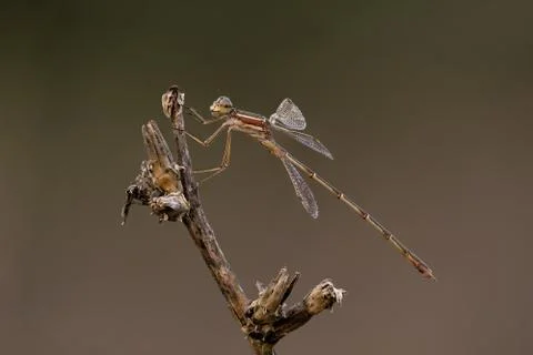 A closeup of a beautiful damselfly Stock Photos