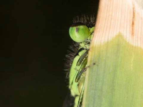 A closeup of a beautiful damselfly Stock-Fotos